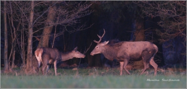 <p>JELEN LESNÍ (Cervus elaphus) Šluknovsko - Valdek /Red deer - Rothirsch/</p>